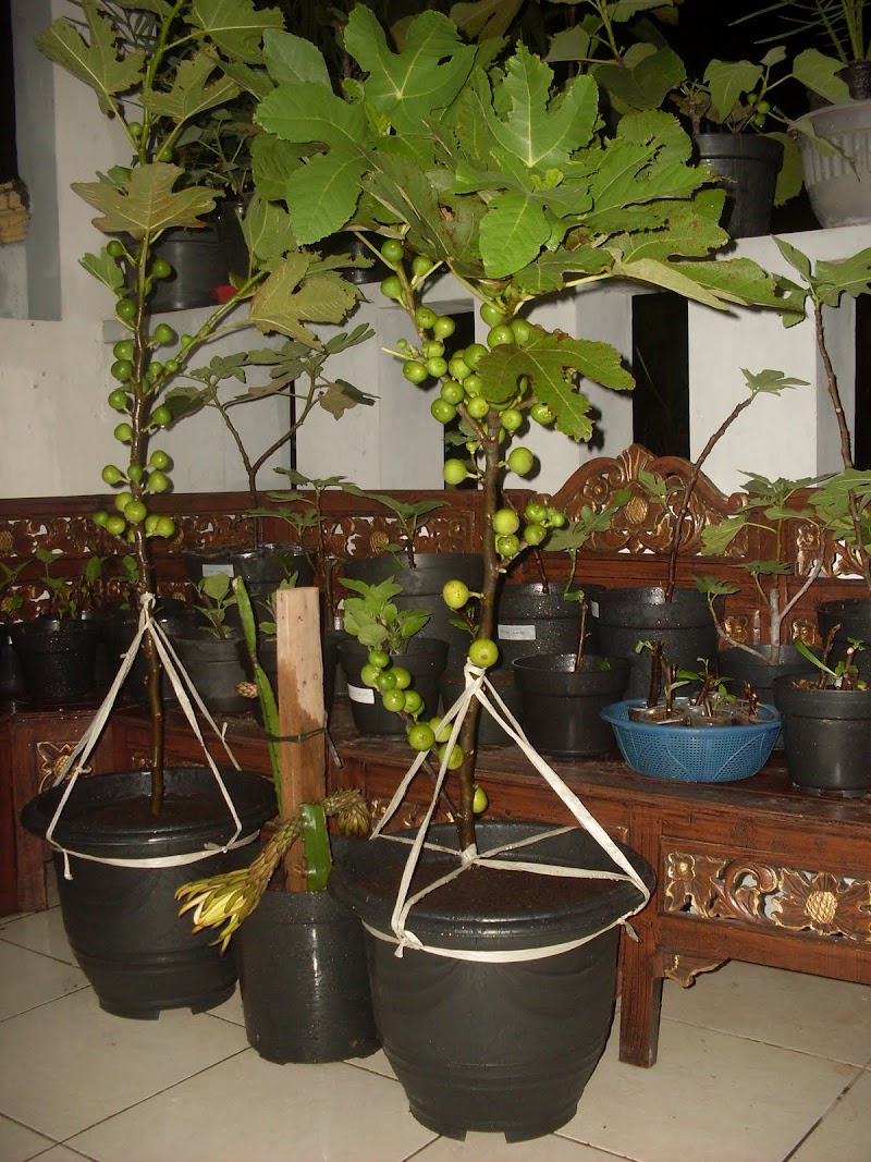18+ Istimewa Tanaman Buah Tin Dalam Pot