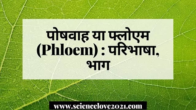 पोषवाह या फ्लोएम (Phloem) : परिभाषा, भाग|hindi