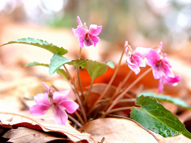 Viola violacea