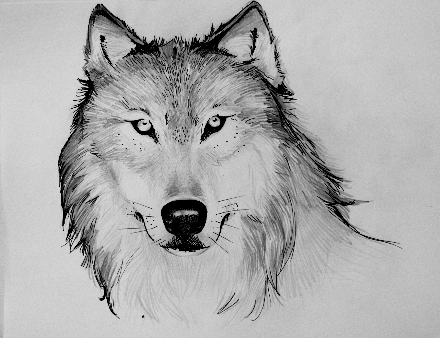 Almost A Girl, Mostly A Ghost: Wolf Drawings