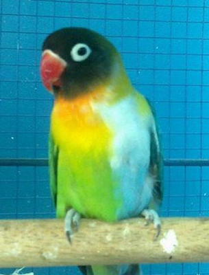 Mari Belajar Warna-warna Burung Lovebird