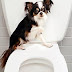 Toilet Training Tips for Puppies and Young Dogs