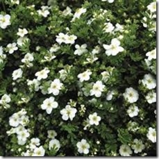 Abbott Potentilla