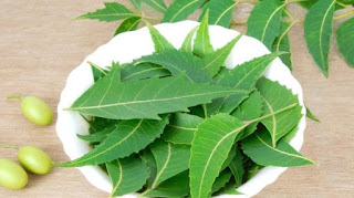 neem leaves help diabetic patients