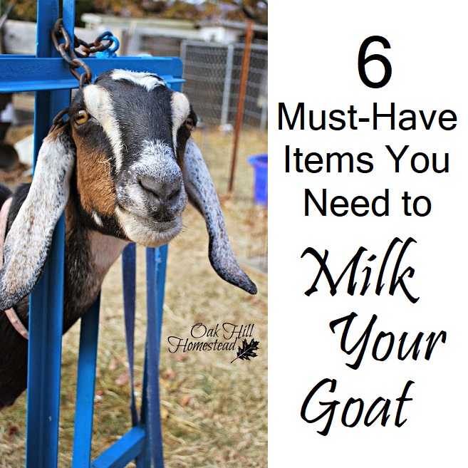 Goat Milking Supplies You Need to Milk a Goat - Oak Hill Homestead