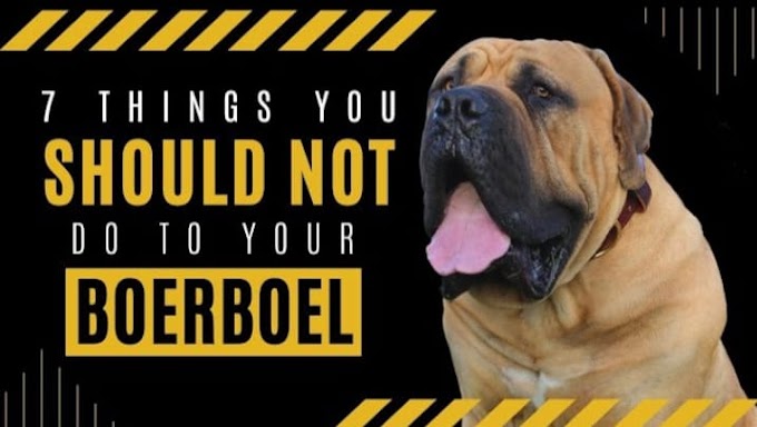 Things You Should Never Do With A Boerboel | Dangrous Dogs