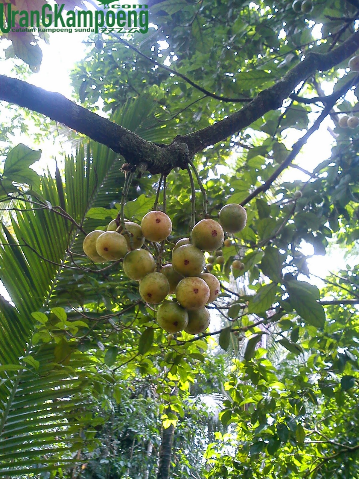 Buah bencoy atau buah menteng yang terlupakan