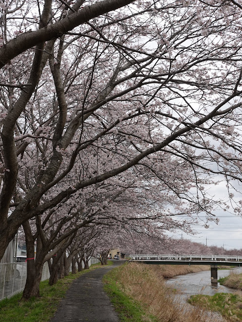 鳥取県西伯郡南部町天萬　小松谷川　九分咲きのソメイヨシノ桜