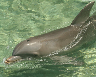 Dolphin