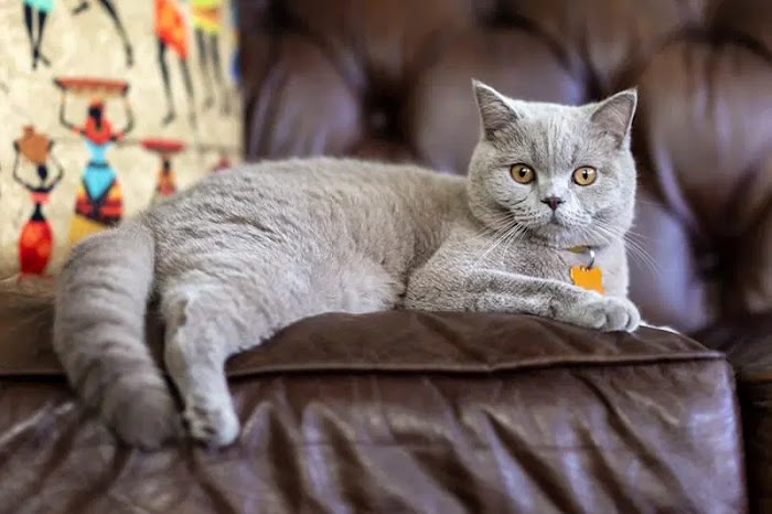 The Ultimate Guide to British Shorthair Cat Breeds