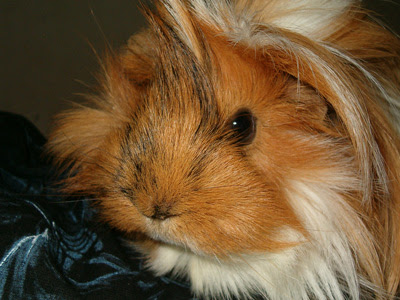 #7: Long Haired Guinea Pig Ginger Long Haired Guinea Pig. #7: Long Haired Guinea Pig