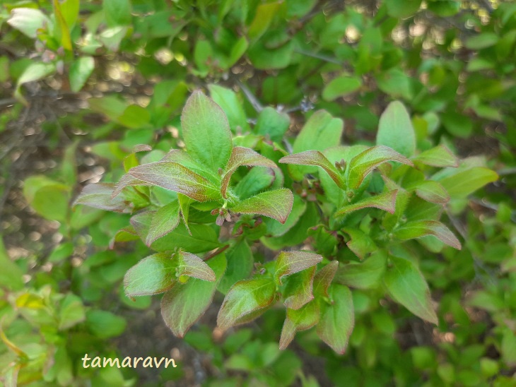 Абелия корейская / Забелия двуцветковая разновидность корейская (Abelia coreana, =Zabelia biflora var. coreana)