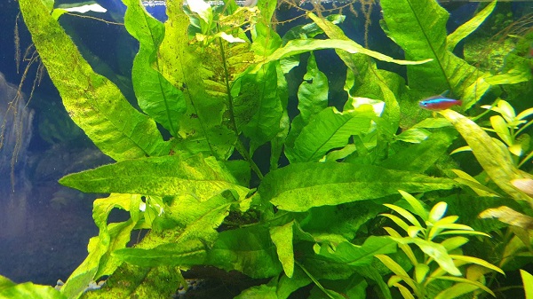 What plants are suitable for Angelfish aquarium - Java Fern