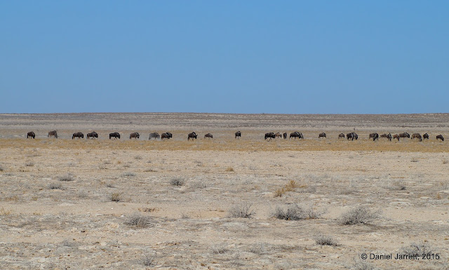 Blue Wildebeest, Etosha National Park, Namibia