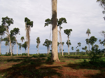 Palo rosa Aspidosperma polyneuron