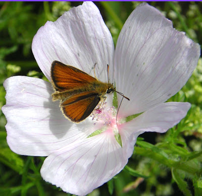 Musk Mallow Flower Wallpaper