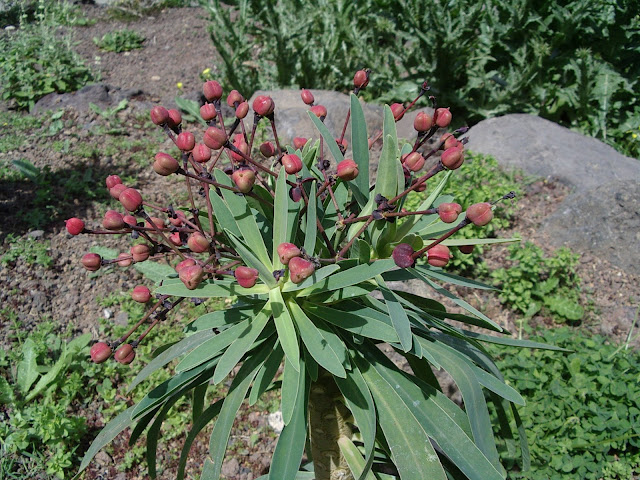 Euphorbia bravoana (JBVC)