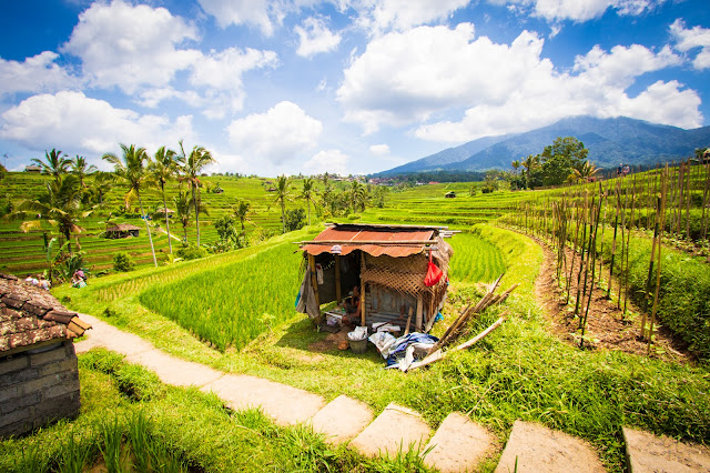 Risaie di Jatiluwih-Bali