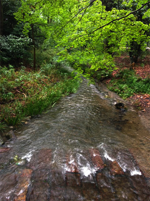 Shimogamo