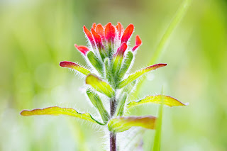 Castilleja Pincel Indio Escarlata