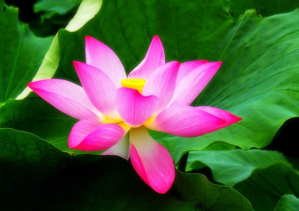 Hồng Liên