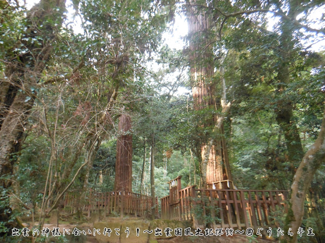 八重垣神社　夫婦杉