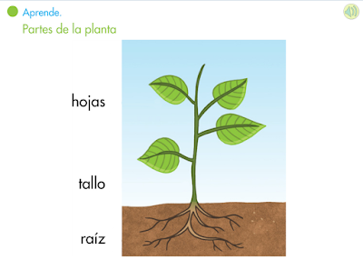 http://www.primerodecarlos.com/SEGUNDO_PRIMARIA/enero/tema1/actividades/CONO/aprende_partes_planta/visor.swf