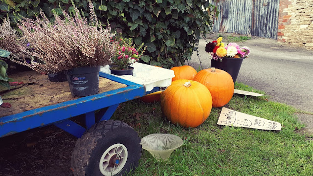 Project 365 2017 day 288 - Pumpkins // 76sunflowers