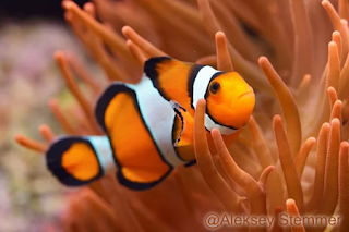 Clownfish / Ikan Badut