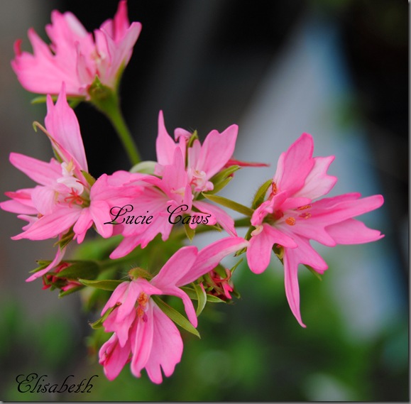 pelargonium i mai 084