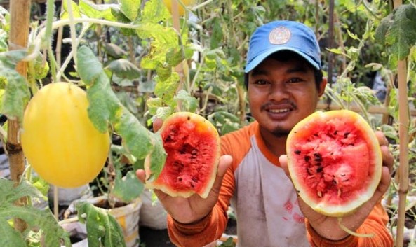 Selon, semangka berbentuk melon.