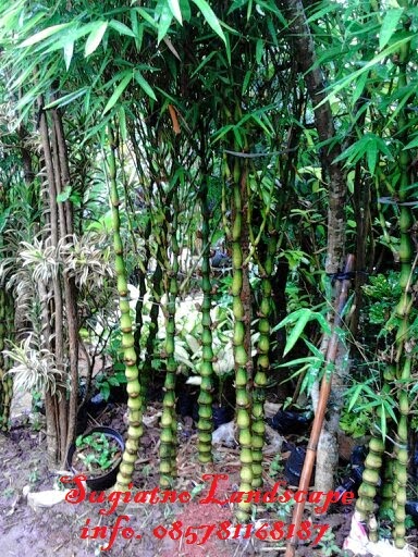 Jual bambu  nagin murah Bambu gendang  hias unik Tukang 
