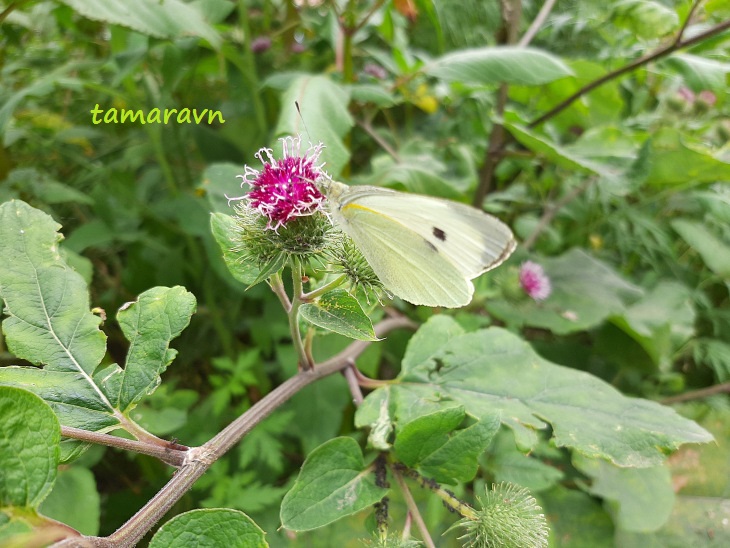 Лопух войлочный (Arctium tomentosum)