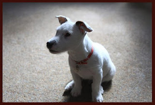 cute puppy pictures of Jack Russell Terrier