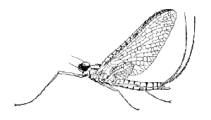 Ordo Ephemeroptera