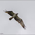 Ospreys