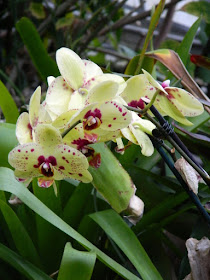 Phalaenopsis Harlequin Moth Orchid at the Centennial Park Conservatory by garden muses-not another Toronto gardening blog