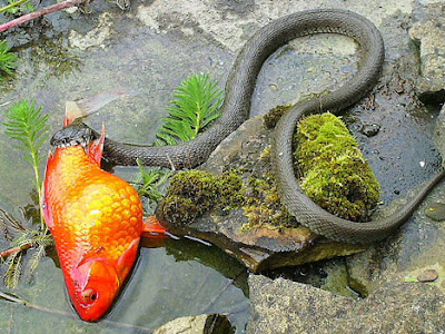 Snake Sid Tackling Super-sized Goldfish