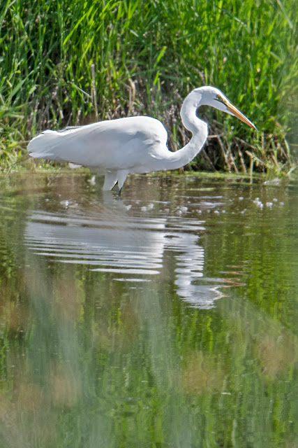 wildlife, nature, nature photography, Mt. Shasta, landscape photography, California, travel, birds, birdwatching, egret