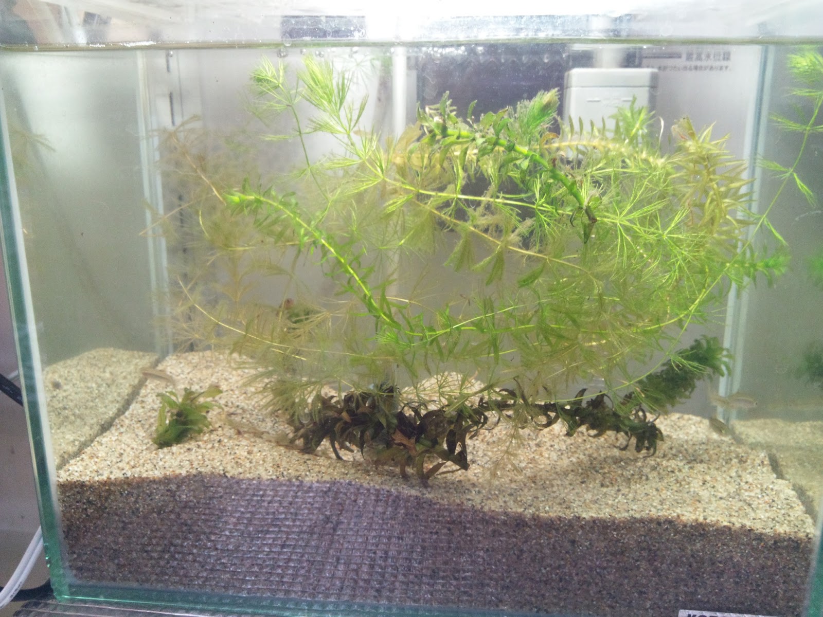 釣りガサブログ オヤニラミ水槽
