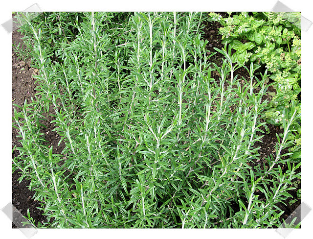 Rosemary (Salvia rosmarinus)