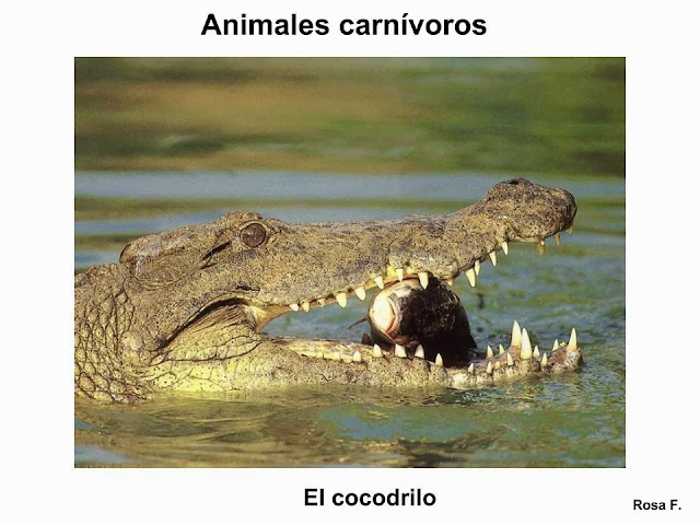 Maestra de Primaria: Animales carnívoros. Vocabulario en imágenes listo