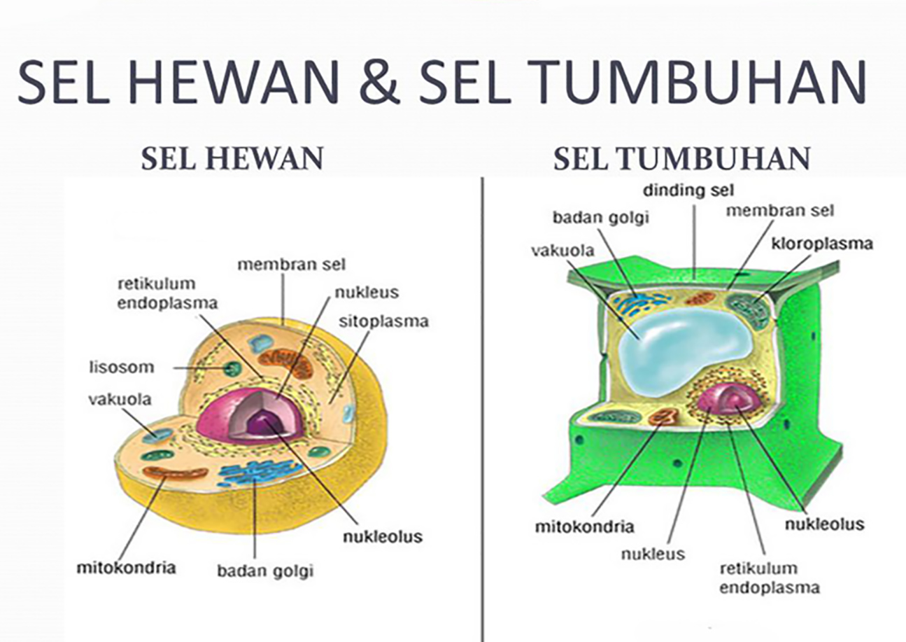 20 Perbedaan Sel Hewan  dan  Sel Tumbuhan Lengkap Tabel 