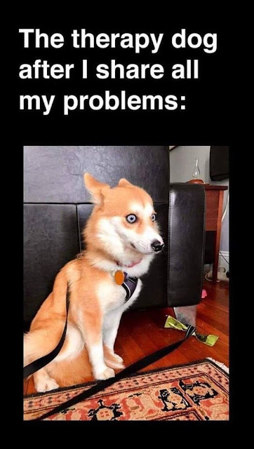 Funny Animal Memes Of The Day