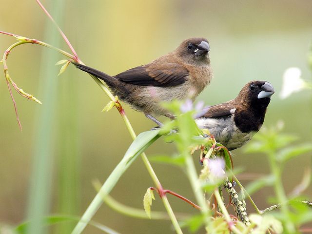 Kisah Sayidina Umar dan Burung Pipit