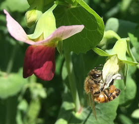 A busy honey bee, high definition