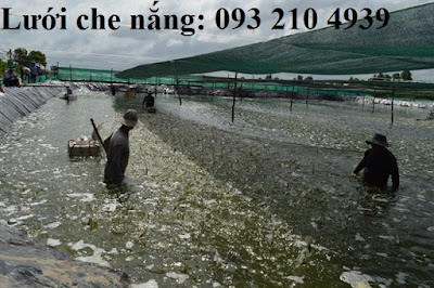 Nuôi tôm công nghệ cao trong nhà lưới che nắng