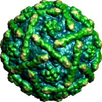 entero virus