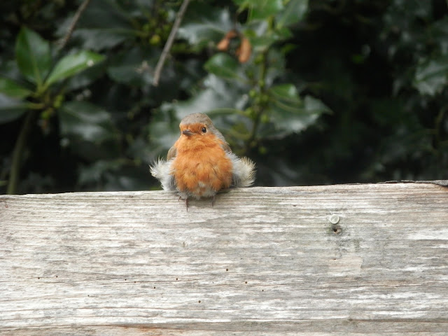 Fluffy robin.  secondhandsusie.blogspot.co.uk