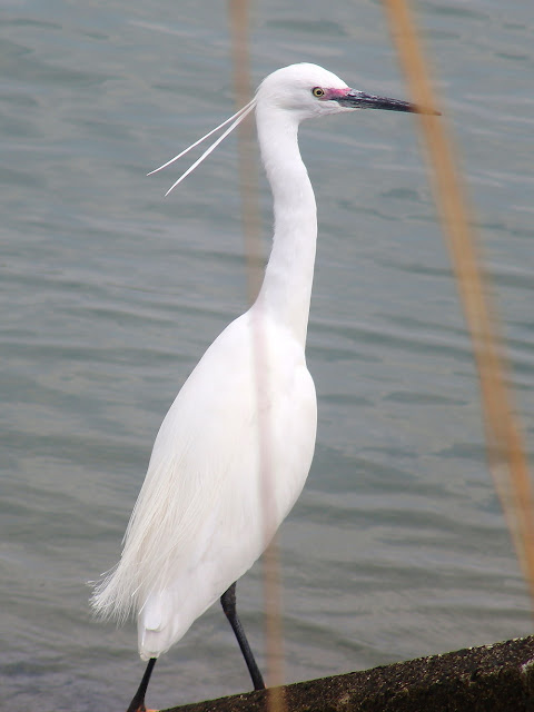 写真＿野鳥